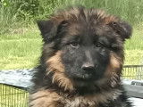Chiots Berger Allemand à Poil Long LOF à vendre