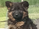 Chiots Berger Allemand à Poil Long LOF à vendre