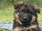 Chiots Berger Allemand à Poil Long LOF à vendre