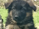 Chiots Berger Allemand à Poil Long LOF à vendre