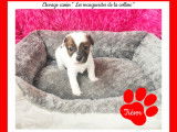 Chiots Jack Russell Terrier à réserver