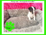 Chiots Jack Russell Terrier à réserver