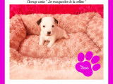 Chiots Jack Russell Terrier à réserver