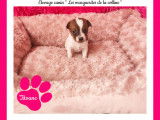 Chiots Jack Russell Terrier à réserver