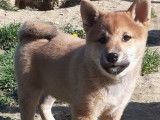 Un chiot femelle Shiba Inu LOF de couleur fauve disponible &agrave; l'achat
