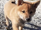Un chiot femelle Shiba Inu LOF de couleur fauve disponible &agrave; l'achat