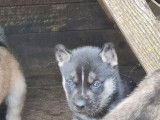 3 chiots Huskies de Sibérie à réserver (non LOF), 2 femelles, 1 mâle