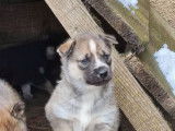3 chiots Huskies de Sibérie à réserver (non LOF), 2 femelles, 1 mâle