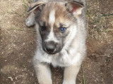 3 chiots Huskies de Sibérie à réserver (non LOF), 2 femelles, 1 mâle