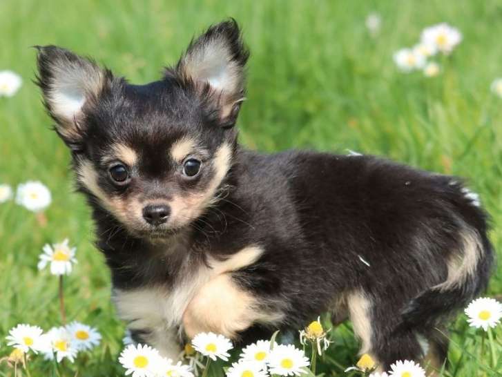 Un chiot Chihuahua mâle non LOF noir et feu à vendre