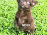 Vente d’un chiot femelle Chihuahua chocolat à poil long non LOF
