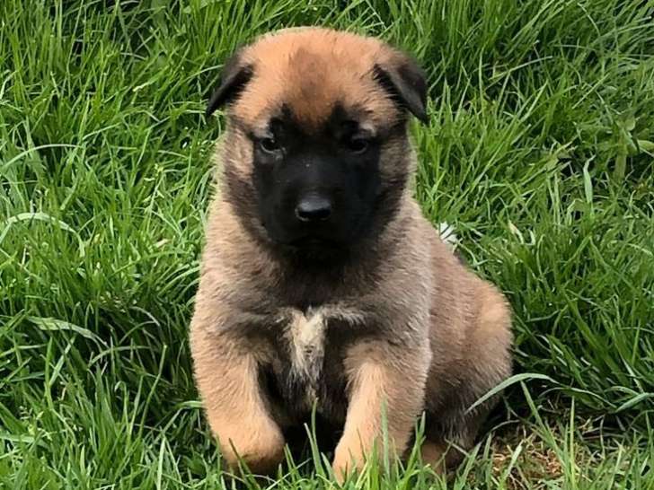 7 chiots Bergers Belges Malinois LOF à réserver de mars 2022, fauve charbonné