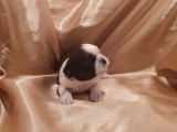 À réserver : 3 chiots, 2 mâles et 1 femelle, Shih Tzus tricolores non LOF