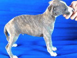 9 chiots Whippets disponibles à la vente (LOF)