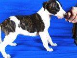 9 chiots Whippets disponibles à la vente (LOF)