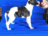 9 chiots Whippets disponibles à la vente (LOF)