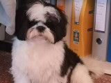 Chiot femelle Shih Tzu &agrave; vendre, LOF noire &agrave; plastron blanc