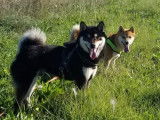 Chiots Shiba Inu à vendre