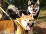 Chiots Shiba Inu à vendre