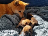Chiots Shiba Inu à vendre