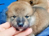 Chiots Shiba Inu à vendre