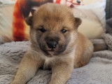 Chiots Shiba Inu à vendre