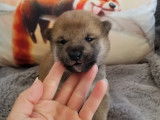 Chiots Shiba Inu à vendre