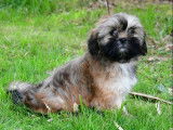3 chiots Lhassa Apso m&acirc;les &agrave; vendre, tricolores LOF