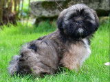 3 chiots Lhassa Apso m&acirc;les &agrave; vendre, tricolores LOF