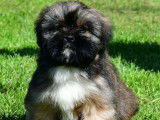 3 chiots Lhassa Apso m&acirc;les &agrave; vendre, tricolores LOF