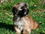 3 chiots Lhassa Apso m&acirc;les &agrave; vendre, tricolores LOF