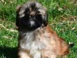 3 chiots Lhassa Apso m&acirc;les &agrave; vendre, tricolores LOF