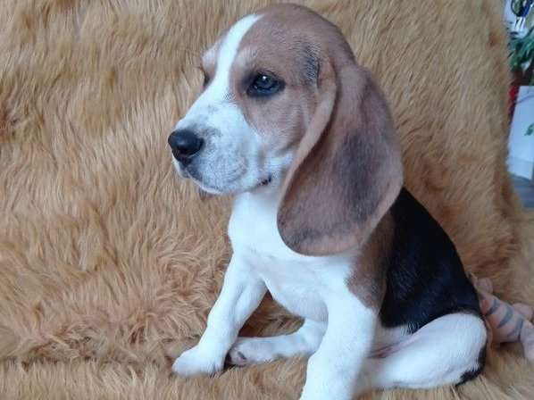 2 chiots Beagles tricolores disponibles LOF à vendre