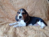 2 chiots Beagles tricolores disponibles LOF à vendre