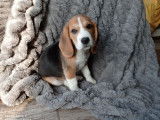 2 chiots Beagles tricolores disponibles LOF à vendre