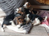 2 chiots Beagles tricolores disponibles LOF à vendre
