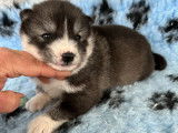 À réserver 4 chiots Husky LOF