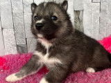 À réserver 4 chiots Husky LOF