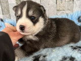 À réserver 4 chiots Husky LOF