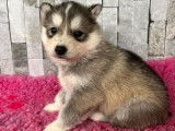 À réserver 4 chiots Husky LOF