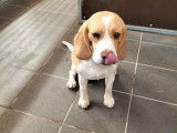 &Agrave; vendre chiot femelle Beagle au pelage sable pan blanc