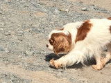 Des chiots Cavaliers King Charles tricolores LOF à réserver