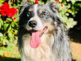 Chien adulte de 2013 pour saillie, Berger Américain Miniature bleu merle LOF