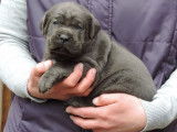 4 chiots Cane Corso femelles bleues LOF à vendre