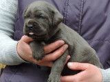 4 chiots Cane Corso femelles bleues LOF à vendre