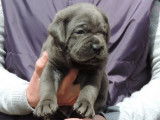 4 chiots Cane Corso femelles bleues LOF à vendre