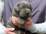 4 chiots Cane Corso femelles bleues LOF à vendre