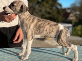 4 chiots Whippets LOF à vendre