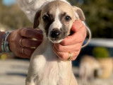 4 chiots Whippets LOF à vendre