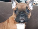 À vendre : 2 chiots Bouledogues Français non LOF fauves mâles